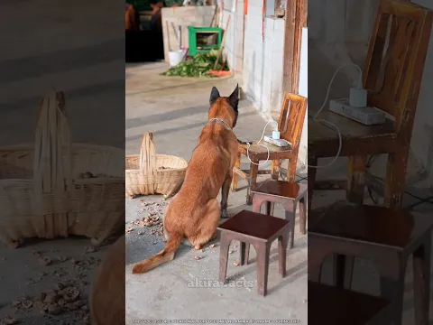 🐶 टॉमी लाया jcb 🏗 toy #dog #ytshort #shorts