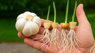 🧄 Cómo Cultivar AJO plantando la base. Fácil y Rápido