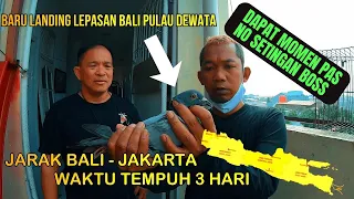 Luar Biasa.. Merpati Pos Berkelas Penjelajah Awan Milik Bpk Isak Hadi || Langlang Buana Bird Farm