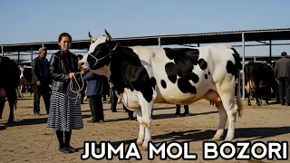 САМАРКАНД ЖУМА МОЛ БОЗОРИ НАРХЛАРИ 2026 | SAMARQAND JUMA MOL BOZORI NARXLARI 2026