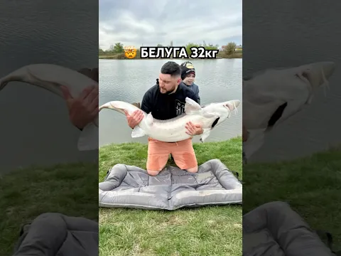 🤯клюнула рыба на 32кг #рыбалка #рыба #белуга #карп #fishing #flatfeeder #сазан #белыйамур #карась