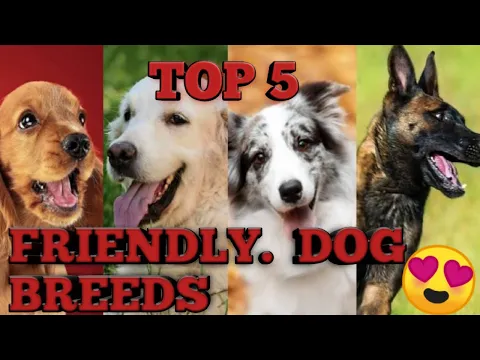 Top 5 Friendly Dog Breeds 😍 | dog lovers 94 | #short