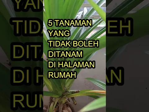 5 Tanaman Ini Tidak Boleh Ditanam Di Halaman Rumah #permanacuy