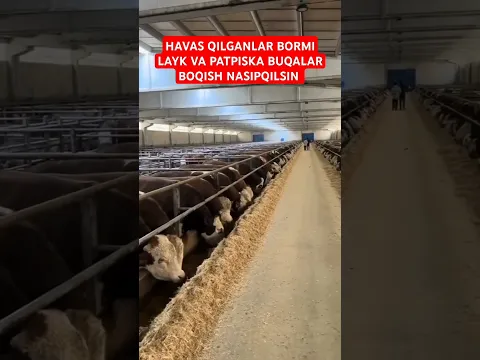 BULL #CHORVA #BULL#TIKTOK#INSTAGRAM#REK#REMIX#COW#AUTOMOBILE#LUXURY#THAR#AUTOMOBILE