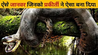 Janvaro se Jude kuchh rochak tathya 🦩🐊|| amazing video about animal #video #animal #magarmachh