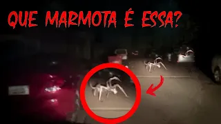 Estas CRIATURAS estão sendo FILMADAS e espalham MEDO E PAVOR