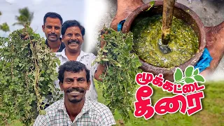 ராஜா உறுப்புகளை குணப்படுத்தும் மூக்கட்டை கீரை - முராளி கீரை கடையல் | Muraali Keerai Kdaiyal