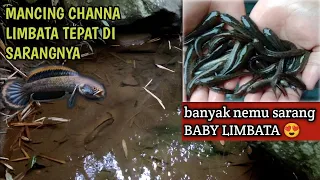 Sarang Baby Limbata || LAGI MUSIM MIJAH IKAN BOGO