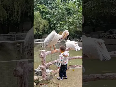 😱 O Bico Gigante do Pelicano Esconde Surpresas! 🦤