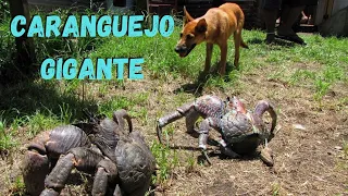 O CARANGUEJO "LADRÃO-DE-COCOS" É UM GIGANTE ENTRE OS ANIMAIS! MAS ELE EXISTE DE VERDADE OU NÃO?