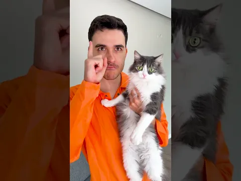 Sad Cat 😢❤️ #shorts #cat #viralvideo