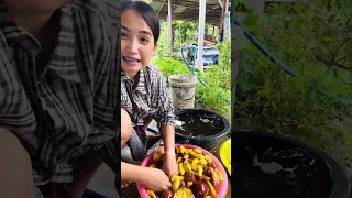 เห็ดผึ้งเหลือง เห็ดผึ้งขมิ้น มาล้างเห็ดนำกันจ้า @tuckkytu3693