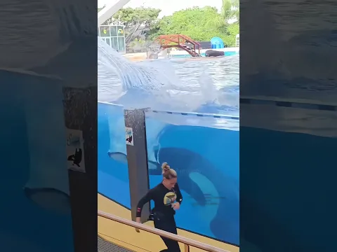 Dolphin's Dance Surprised Everyone😍❤️