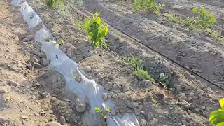 Qodirjon Qosimov Pista bog'idan ajoyib video