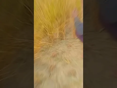 #video # समर सिंह # का धान काटने # वाला सॉन्ग # 👍👍👍🥰🥰🥰