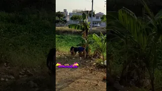 El león se escapó 🦁🤣🤣
