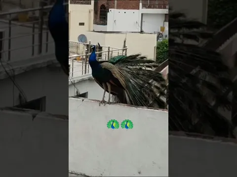 #peacock #peacockdance #banaras #lateat#reels