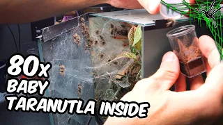 It HAD TO BE DONE - Tarantula Babies Separation