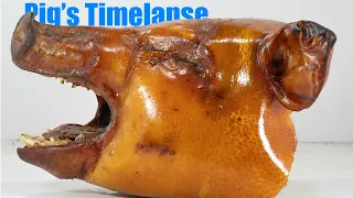 Pig's Head Timelapse - 48 Days Happy Halloween