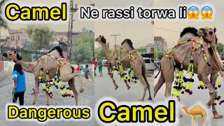 Camel rassi torwa k bhag gya😱dangerous camel 😱😱