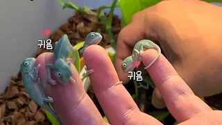 집에있는 화분에서 카멜레온 수십마리가 나왔다고합니다ㅋㅋㅋ어머님께서 얘네를 전부 데리고오셨어요ㅋㅋ