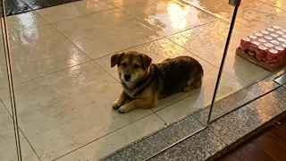 A Stray Dog Came to My Store for Shelter... Then He Followed Me Home