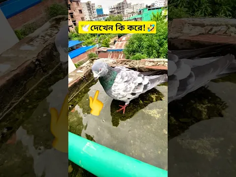 এখানে কেউ গোসল করে? 🕊️🤣 #kabutar #কবুতর #birds #funny #comedy #viralvideo #shorts #trending #fyp