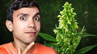 ¿Cómo Reconocer una Planta Macho a Tiempo?