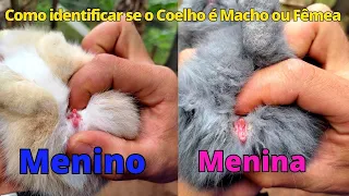 Como identificar se o Coelho Gigante é Macho ou Fêmea