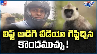 iSmart News :లిఫ్ట్ అడిగి వీడియో గిఫ్టిచ్చిన కొండముచ్చు ! | Viral Video - TV9