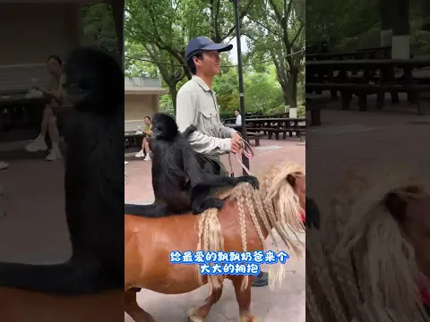 上班一條蟲 ，下班一條龍，說的就是我們豆姐沒錯了！ #被萌寵治癒的那些時刻 #蜘蛛猴豆豆#人與猴子親密接觸 #有趣的小猴子 #上海野生動物園