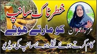Sanp k sath mukabla (achanak nilke huwe sanp ko mara) || Azra Imran #azraimran #villages #snake