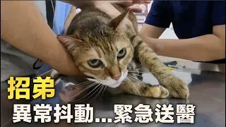 【黃阿瑪的後宮生活】招弟出現異常抖動！緊急送醫！