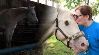 Blind horse's world is completely changed after being rescued