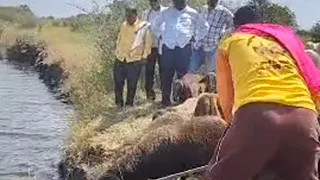  लाइव्हll लेंडी पूजनानिमित्त कारभारी व मेंडके बंधू मेंढ्यांना पोहणी घालत असताना