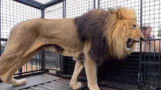 Lion Manicure, Anyone? | The Lion Whisperer