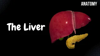 Liver Anatomy (Function, Topography, External Structures, Ligaments)