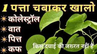 वात पित्त कफ, सिर्फ़ 1 पत्ता चबाकर खा लो 100 साल तक शुगर कोलेस्ट्रॉल मोटापा और दिल के रोग नही आएँगे