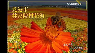 无人机俯瞰龙港林家院村花海，繁花似锦还藏着蜜蜂采蜜的治愈瞬间#龙港花海 #林家院村 #无人机航拍#温州小众景点 #春日赏花 #花海秘境#治愈系花海