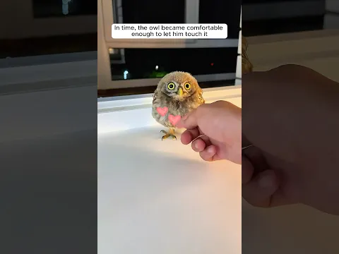 The man found an owl inside his house and then...
