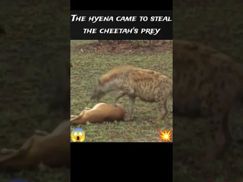 The hyena came to steal the cheetah's prey!💥 Luckily the prey ran away at that moment👍 #lucky