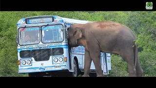 Horror on the Road: The Giant Strikes Back.#elephant #elephantattack #wild #wildlife