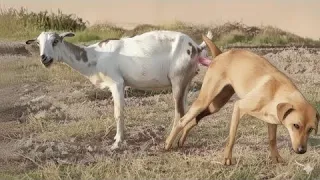 Guy Comes Home From Work With A Stray Dog |The Dodoo🥰,bdb