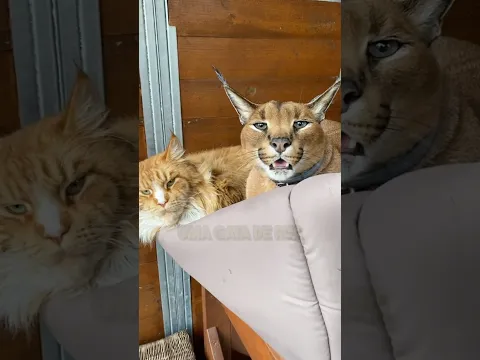 Esse caracal se APAIXONOU por uma gata de rua❤️🥹