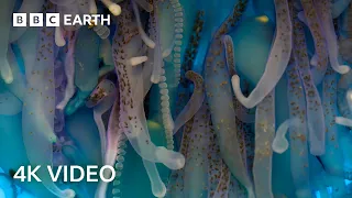 Travel to the Depths of Our Mysterious Oceans | 4K UHD | Blue Planet II | BBC Earth