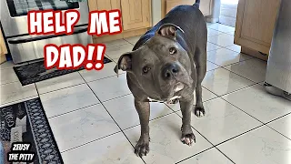 Watch This Pitbull Dog Talk To His Dad! Smartest Dog On YouTube!!