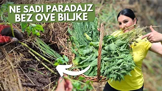 Sadi Paradajz, Krastavce i Papriku uz Ove Biljke Za Veće Prinose