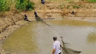 Amazing best trap net fishing, Natural Net fishing Pond village fishing, a lot fish videos