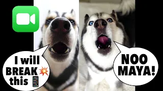 Meeka FaceTimes Maya The Husky (THEY ARGUE & MAYA ALMOST BROKE THE PHONE!) 😱👀