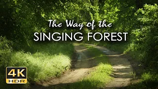 The Way of the Singing Forest  - 10h REALTIME Birdsong - NO LOOP - Birds Singing in Woods - 4K HDR